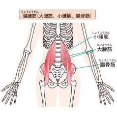 画像3: 【インフィ】THE腸腰筋 (3)